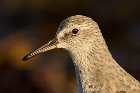 Red knot (Calidris canutus) in its natural environmentの写真素材