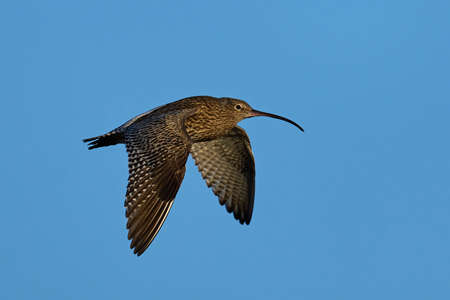 Eurasian curlew (Numenius arquata) in its natural environmentの写真素材