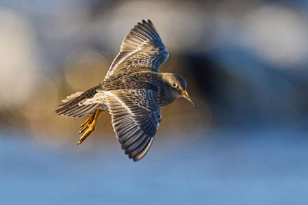 Purple sandpiper (Calidris maritima) in its natural environmentの写真素材