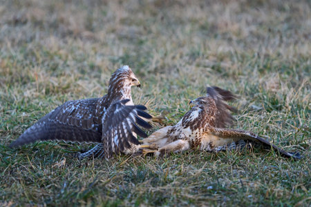 Common buzzard in its natural enviroment in Denmark