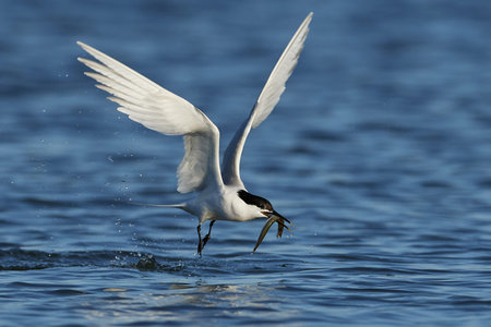 Sandwich tern in its natural habitat in Denmark