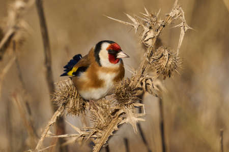 European goldfinch (Carduelis carduelis) in its natural environmentの写真素材
