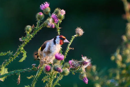European goldfinch (Carduelis carduelis) in a natural enviromentの写真素材