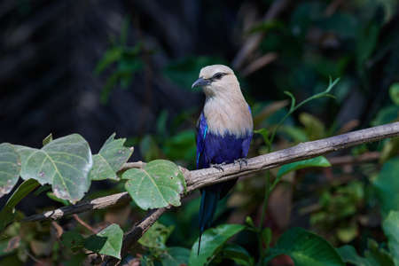 blue-bellied roller in its natural habitat in Gambiaの写真素材