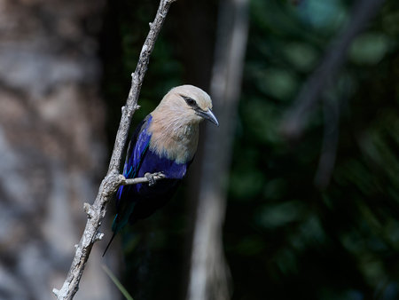 blue-bellied roller in its natural habitat in Gambia