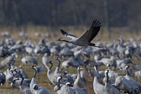 Common crane in flight in its habitatの写真素材