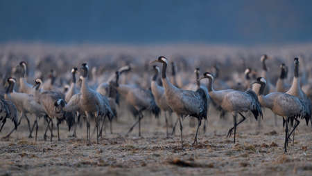 Common crane (Grus grus) in its natural environmentの写真素材