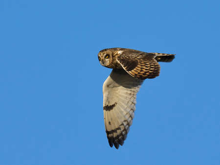 Short-eared owl (Asio flammeus) in its natural environmentの写真素材