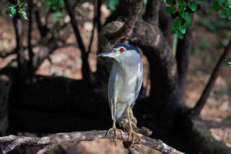 Black-crowned night heron (Nycticorax nycticorax) in its natural habitatの写真素材