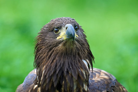 White-tailed eagle (Haliaeetus albicilla) in its natural habitat