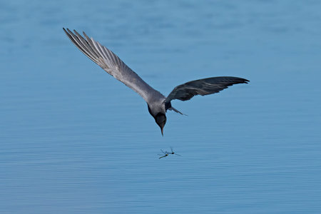 Black tern (Chlidonias niger) in its natural environmentの写真素材