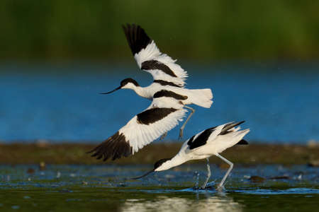 Pied avocet (Recurvirostra avosetta) in its natural environmentの写真素材