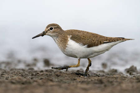 Common sandpiper (Actitis hypoleucos) in its natural enviromentの写真素材