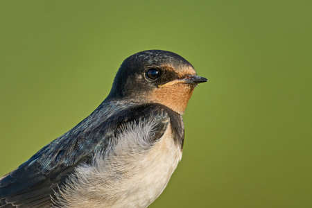 Barn swallow (Hirundo rustica) in its natural enviromentの写真素材