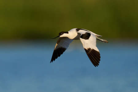 Pied avocet (Recurvirostra avosetta) in its natural environmentの写真素材