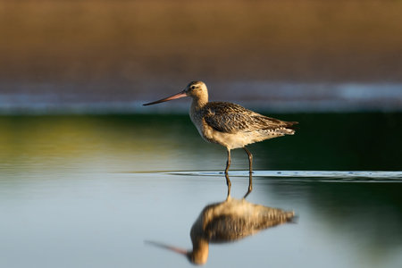 Bar-tailed godwit (Limosa lapponica) in its natural environment
