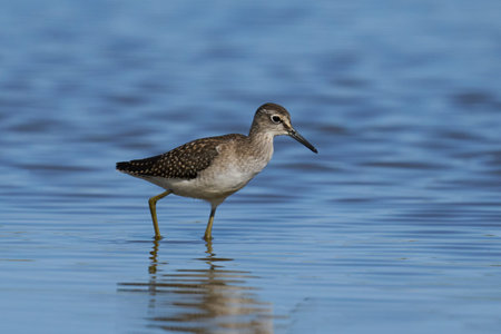 Wood sandpiper (Tringa glareola) in its natural enviroment