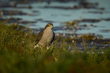Eurasian sparrowhawk (Accipiter nisus) in its natural environmentの写真素材
