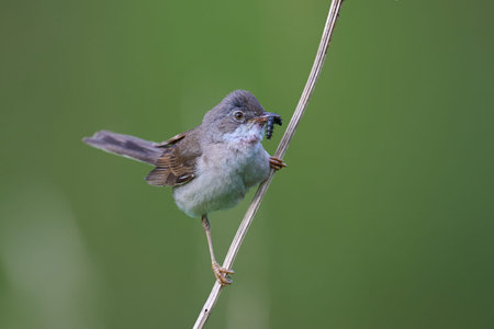 Common whitethroat (Curruca communis) in its natural environmentの写真素材