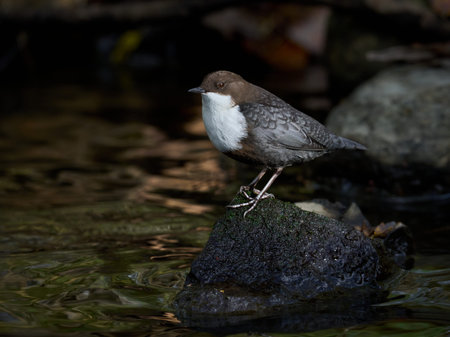 White-throated dipper (Cinclus cinclus) in its natural habitat