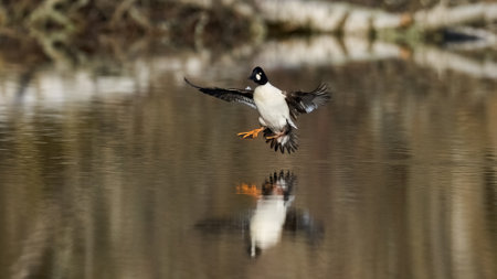 Common goldeneye (bucephala clangula) in its natural environmentの写真素材