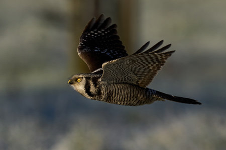 Northern hawk owl (Surnia ulula) in its natural environmentの写真素材