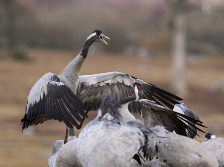 Common crane (Grus grus) in its natural environmentの写真素材
