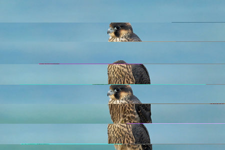 Peregrine falcon (Falco peregrinus) in its natural enviroment in Denmarkの写真素材