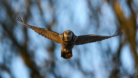 Northern hawk owl (Surnia ulula) in its natural environmentの写真素材