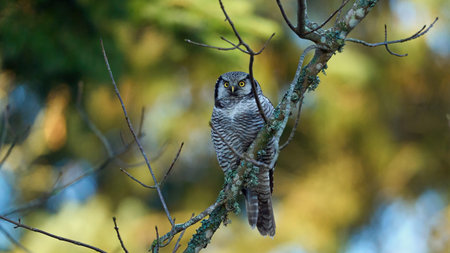 Northern hawk owl (Surnia ulula) in its natural environment