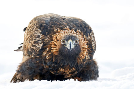 Golden eagle in its natural environment