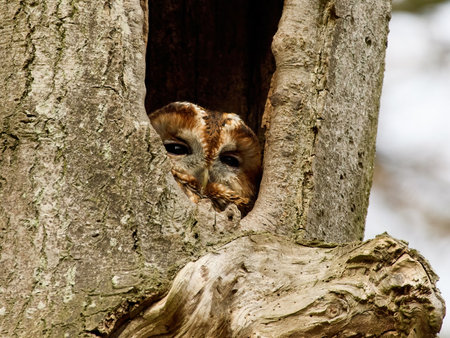 Tawny owl (Strix aluco) in its natural environmentの写真素材