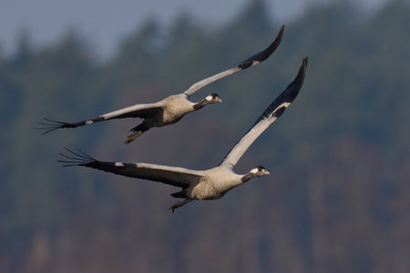 Common crane (Grus grus) in its natural environmentの写真素材