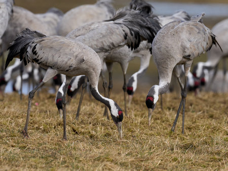 Common crane (Grus grus) in its natural environmentの写真素材