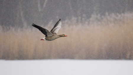 Greylag goose (Anser anser) in flight in snowの写真素材