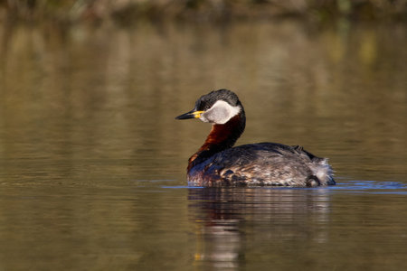 Red-necked grebe (Podiceps grisegena) in its natural environmentの写真素材