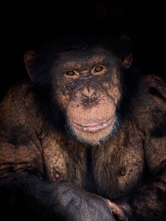 Portrait of the Chimpanzee (Pan troglodytes)