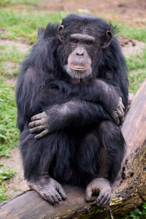 Portrait of the Chimpanzee (Pan troglodytes)