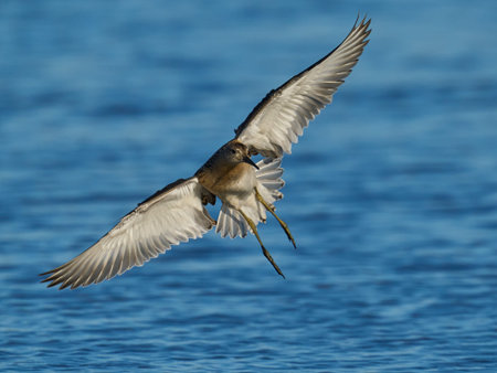 Ruff (Calidris pugnax) in its natural environment