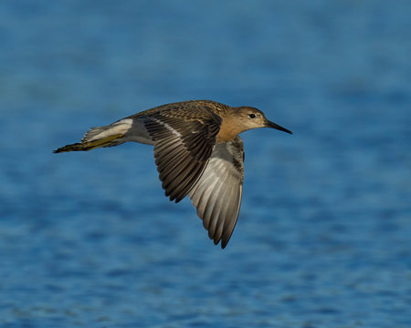 Ruff (Calidris pugnax) in its natural environmentの写真素材