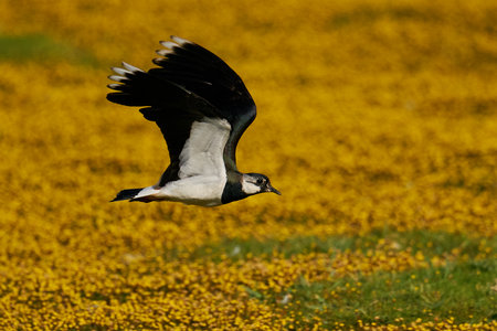 Northern lapwing in flight in its natural enviromentの写真素材