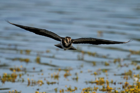 Northern lapwing in flight in its natural enviroment