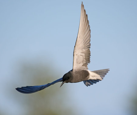 Black tern (Chlidonias niger) in its natural environment