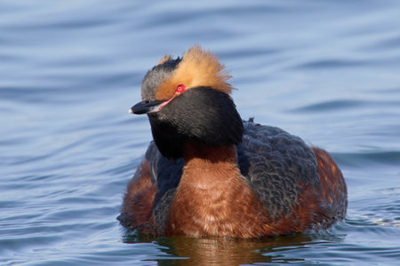Horned grebe (Podiceps auritus) in its natural environmentの写真素材