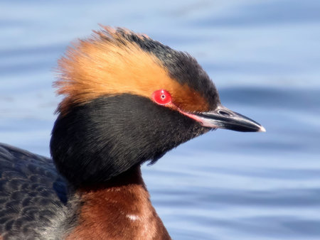 Horned grebe (Podiceps auritus) in its natural environment