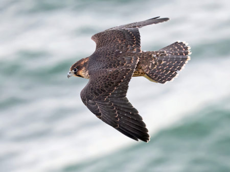 Juvenile Peregrine falcon (Falco peregrinus) in its natural environment