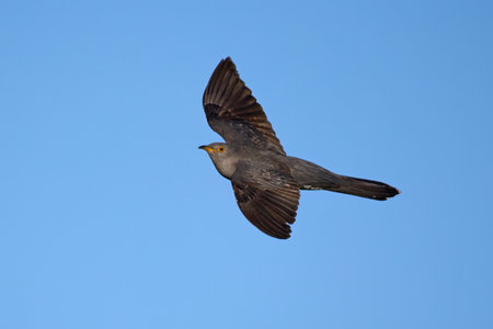 Common cuckoo (Cuculus canorus) in its natural environmentの写真素材