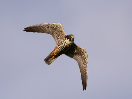 Eurasian hobby (Falco subbuteo) in its natural environmentの写真素材