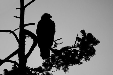 Golden eagle in its natural environmentの写真素材