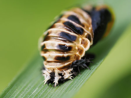 Macro closeup photo of the Harlequin Ladybird (Harmonia axyridis) pupa